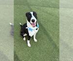 Small Photo #2 American Pit Bull Terrier-Unknown Mix Puppy For Sale in Pasadena, TX, USA