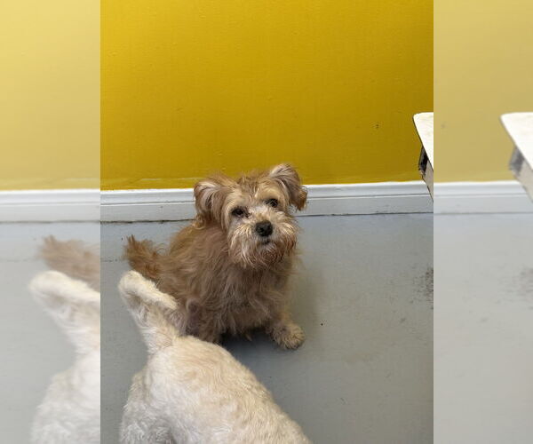 Medium Photo #3 Mutt Puppy For Sale in Studio City, CA, USA