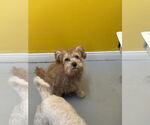 Small #2 Mutt