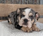 Small #10 English Bulldog
