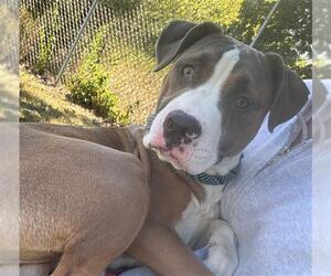 American Pit Bull Terrier Dogs for adoption in Peoria, IL, USA