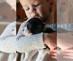 Small Photo #1 Cavalier King Charles Spaniel Puppy For Sale in TULSA, OK, USA