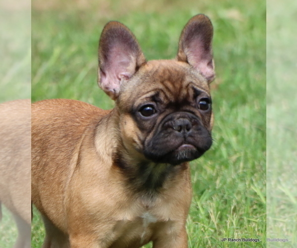 Medium Photo #2 French Bulldog Puppy For Sale in WINNSBORO, TX, USA