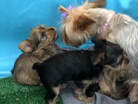 Medium Photo #4 Yorkshire Terrier Puppy For Sale in CARLSBAD, CA, USA