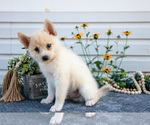 Small Photo #19 Pomsky Puppy For Sale in ELIZABETHTOWN, PA, USA