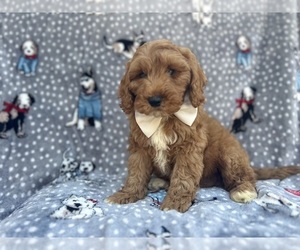 Cavapoo Puppy for sale in LAKELAND, FL, USA