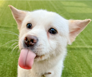 Shiba Inu-Unknown Mix Dogs for adoption in San Ramon, CA, USA