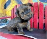 Small #13 Morkie