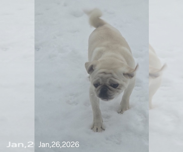 Medium Photo #13 Pug Puppy For Sale in NEW IPSWICH, NH, USA