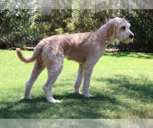 Medium Photo #3 Goldendoodle Puppy For Sale in Glendale , AZ, USA
