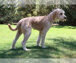 Small #2 Goldendoodle