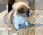 Small #12 Pembroke Welsh Corgi