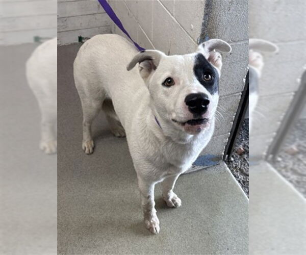 Medium Photo #1 Mutt Puppy For Sale in San Bernardino, CA, USA