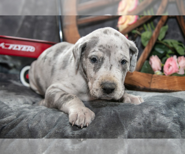 Medium Photo #26 Great Dane Puppy For Sale in SHELBY, OH, USA