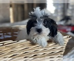 Small #2 Cavapoo