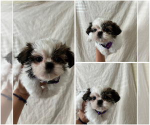 Shih Tzu Puppy for sale in EXETER, CA, USA