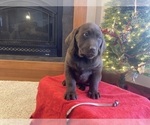 Small #6 Labrador Retriever