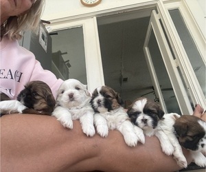 Shih Tzu Litter for sale in GRAPELAND, TX, USA