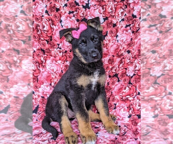 Medium Photo #3 German Shepherd Dog Puppy For Sale in LEOLA, PA, USA