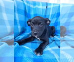 Small #2 Labrador Retriever