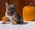 Puppy Falcon French Bulldog