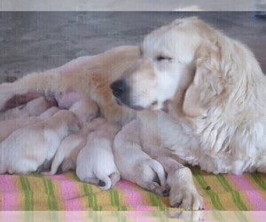 Mother of the English Cream Golden Retriever puppies born on 09/09/2025