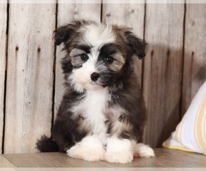 Havanese Puppy for sale in MOUNT VERNON, OH, USA