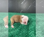 Small Photo #81 Boston Terrier Puppy For Sale in TULARE, CA, USA