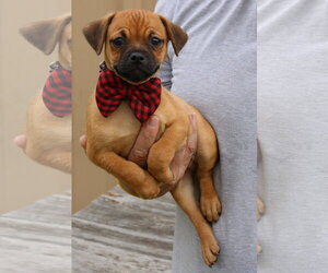 Pug-Unknown Mix Dogs for adoption in Bandera, TX, USA