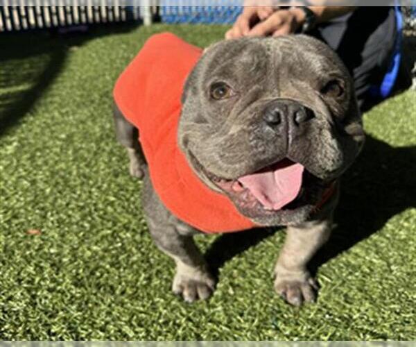 Medium Photo #1 Staffordshire Bull Terrier Puppy For Sale in Chula Vista, CA, USA