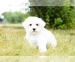 Small Photo #9 Maltese Puppy For Sale in WARSAW, IN, USA