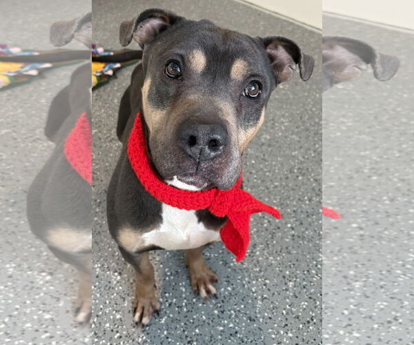 Medium Photo #4 Mutt Puppy For Sale in Clarkston, MI, USA