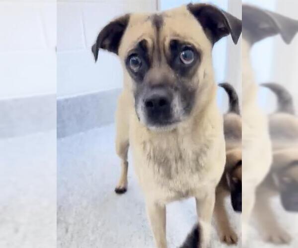 Medium Photo #2 Pug-Unknown Mix Puppy For Sale in Houston, TX, USA