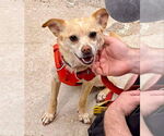 Small #1 Chihuahua Mix