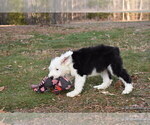 Small Photo #6 Old English Sheepdog Puppy For Sale in MARIONVILLE, MO, USA