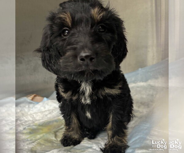 Medium Photo #2 Golden Retriever-Unknown Mix Puppy For Sale in Washington, DC, USA