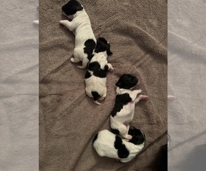 Coton de Tulear Puppy for sale in LITTLE FALLS, NJ, USA