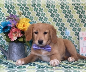 Goldendoodle (Miniature) Puppy for sale in LANCASTER, PA, USA