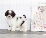 Small Photo #1 Shih-Poo Puppy For Sale in BEL AIR, MD, USA