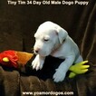 Small Photo #221 Dogo Argentino Puppy For Sale in JANE, MO, USA