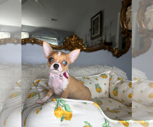 Chihuahua Puppy for sale in CHARLOTTE, NC, USA