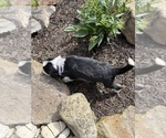 Small Photo #48 Bernedoodle-Bluetick Coonhound Mix Puppy For Sale in RINGTOWN, PA, USA
