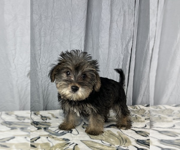 Medium Photo #1 Schnoodle (Standard) Puppy For Sale in GREENWOOD, IN, USA