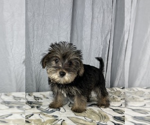 Schnoodle (Standard) Puppy for sale in GREENWOOD, IN, USA