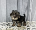 Small Photo #1 Schnoodle (Standard) Puppy For Sale in GREENWOOD, IN, USA