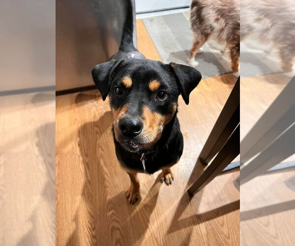 Medium Photo #4 Mutt Puppy For Sale in New York, NY, USA