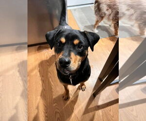 Dixby Daxby (TX) - Male Rottweiler-Unknown Mix Dog for Adoption - Photo #4
