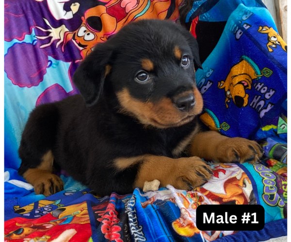 Medium Photo #1 Rottweiler Puppy For Sale in HACKETT, AR, USA
