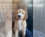 Small Photo #4 Cavapoo Puppy For Sale in TORRANCE, CA, USA