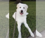 Small #26 Great Pyrenees